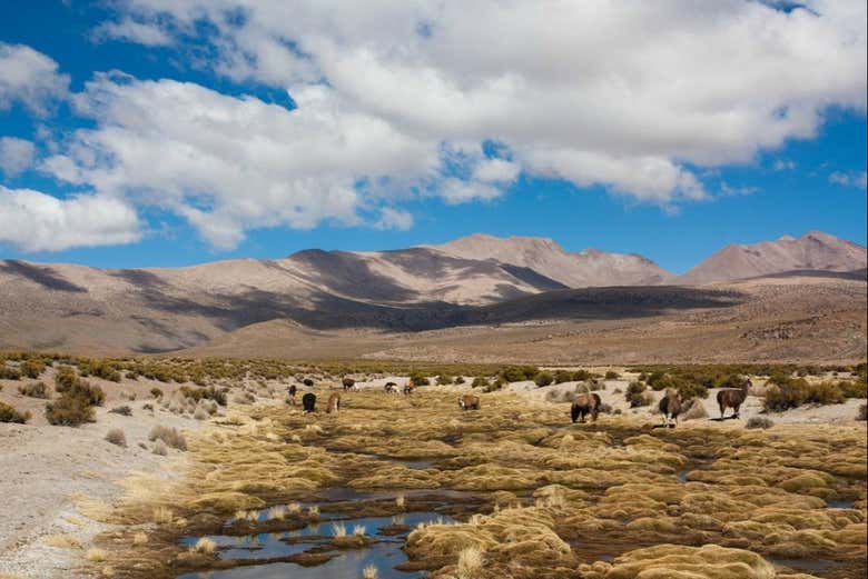 Excursión al Parque Nacional Volcán Isluga desde Iquique