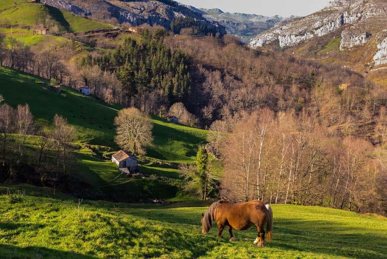 Tour gastronómico por los Valles Pasiegos desde Torrelavega