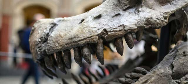 Biglietti per il Museo di Storia Naturale con audioguida