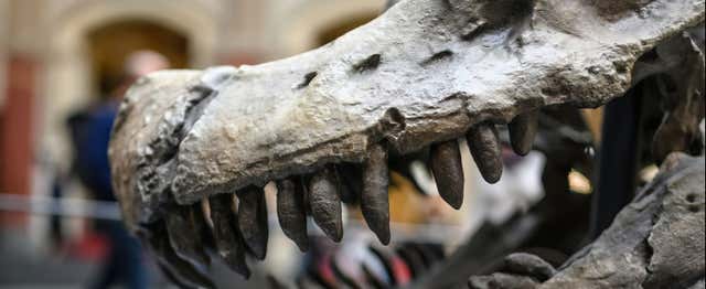 Billet pour le musée d'histoire naturelle avec audioguide