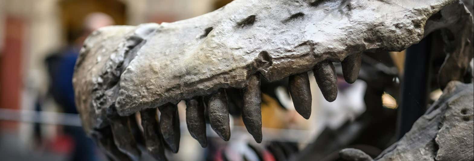 Natural History Museum Tickets + Audio Guide