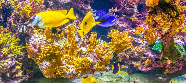 Biglietti per il SEA LIFE® Spira