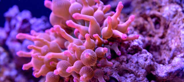 Biglietti per il SEA LIFE® Munich