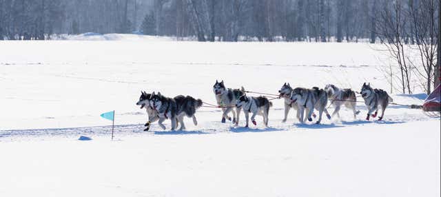Giro in slitta trainata da cani a Grandvalira