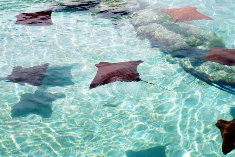 See stingrays and spot colorful fish! - See stingrays and spot colorful fish!