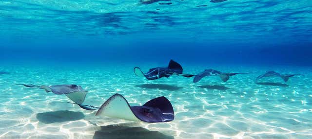 Avvistamento di razze a Stingray City Antigua