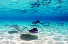 Stingray Watching in Stingray City Antigua