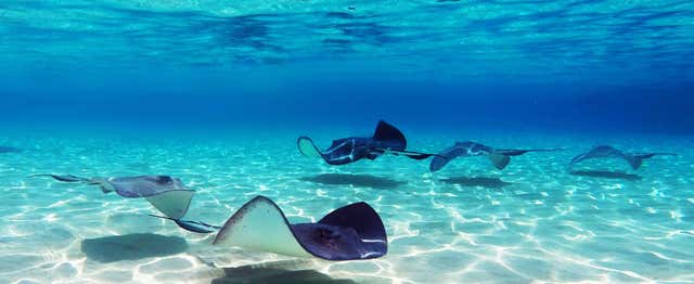 Observation de raies à Stingray City Antigua