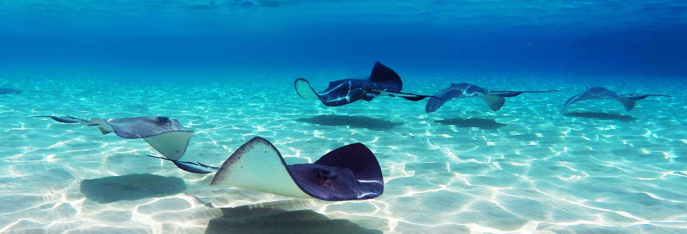 Avvistamento di razze a Stingray City Antigua