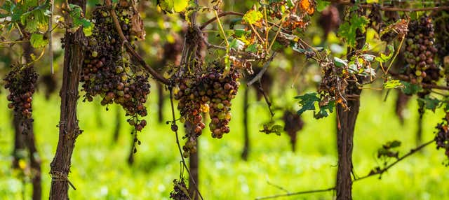 Visita a la bodega Adamow