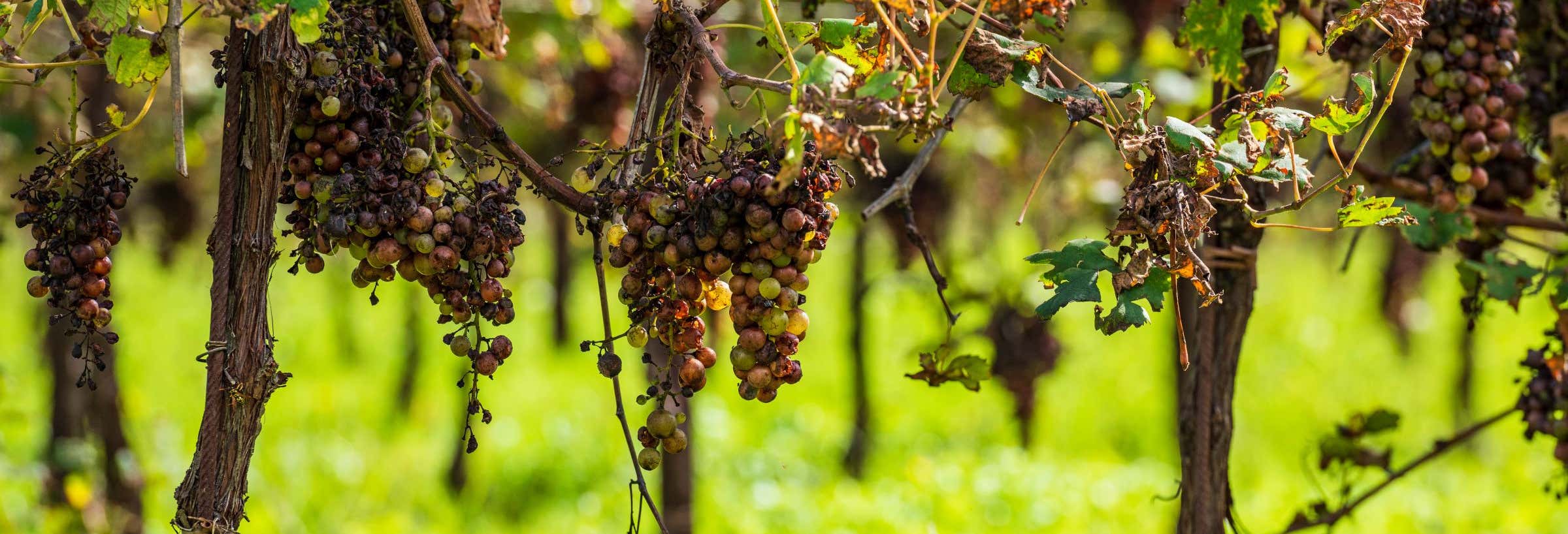 Visita a la bodega Adamow