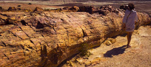 Escursione privata nella Foresta Pietrificata
