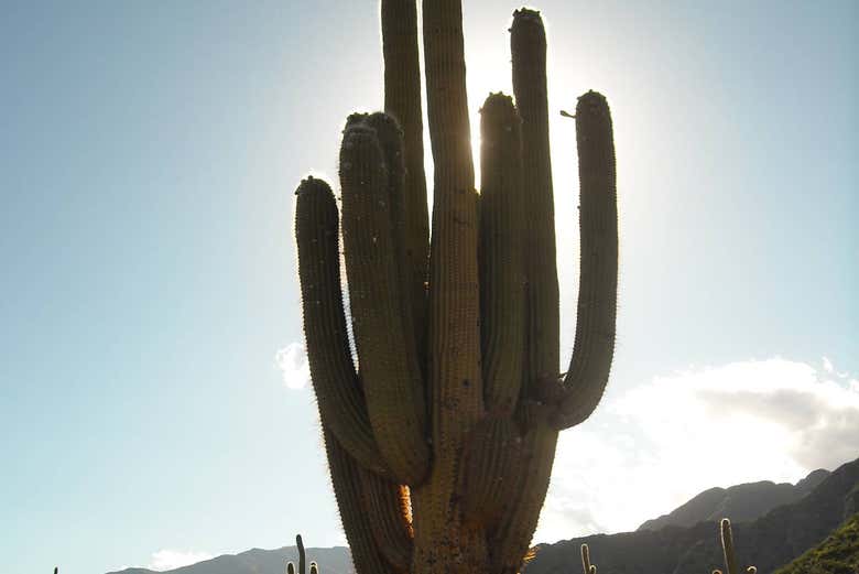 Imagen 7