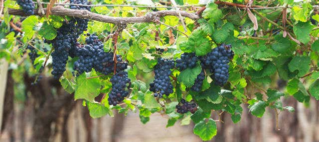 Tour do vinho por Cafayate