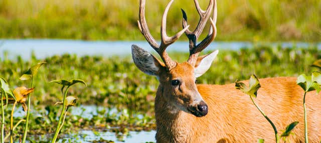 Giro in barca nella laguna Iberá + Tour di Colonia Carlos Pellegrini
