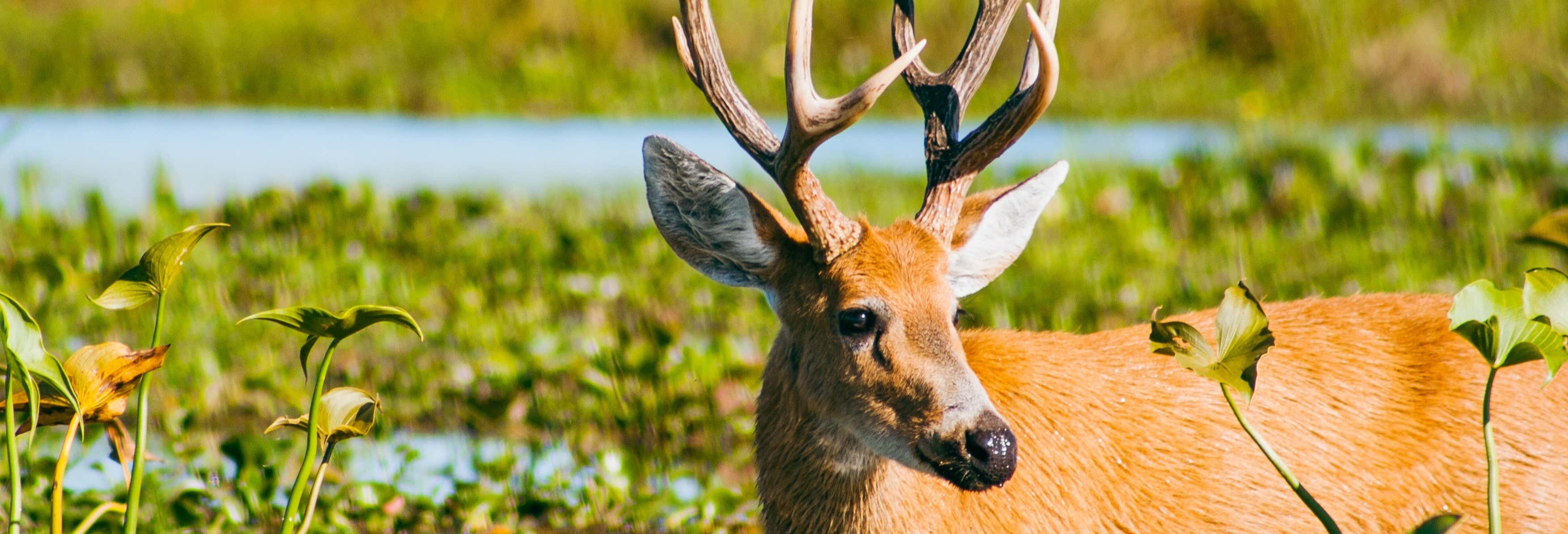 Giro in barca nella laguna Iberá + Tour di Colonia Carlos Pellegrini