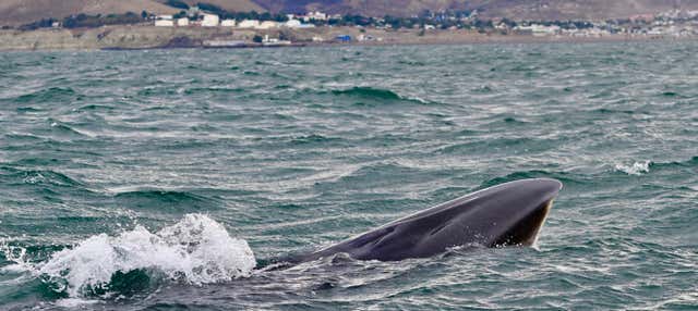 Avistamiento de ballenas en Comodoro Rivadavia