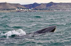 Comodoro Rivadavia Whale Watching Tour