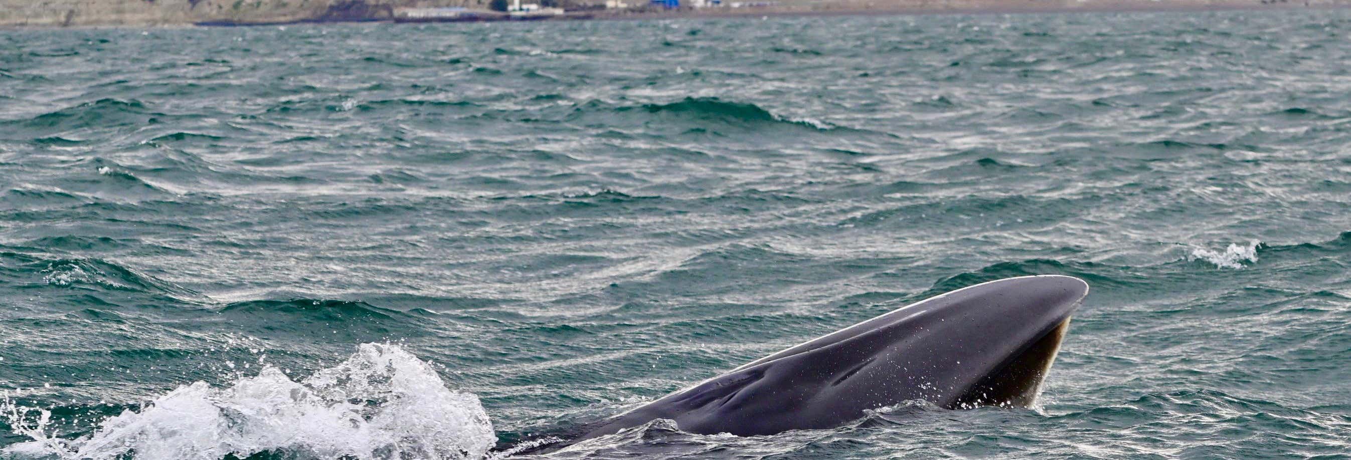 Avistamiento de ballenas en Comodoro Rivadavia