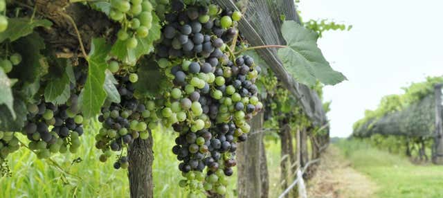 Tour delle cantine di Colonia Caroya con degustazione di vino