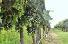 Tour de bodegas por Colonia Caroya con degustación de vinos