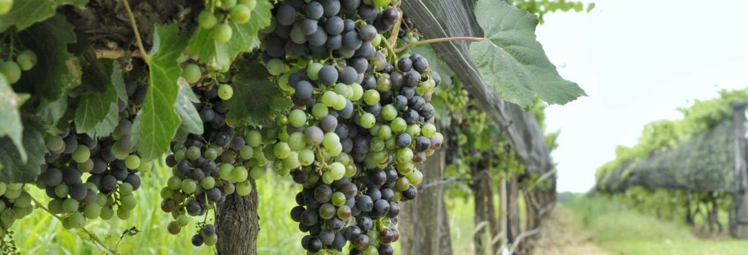 Tour delle cantine di Colonia Caroya con degustazione di vino