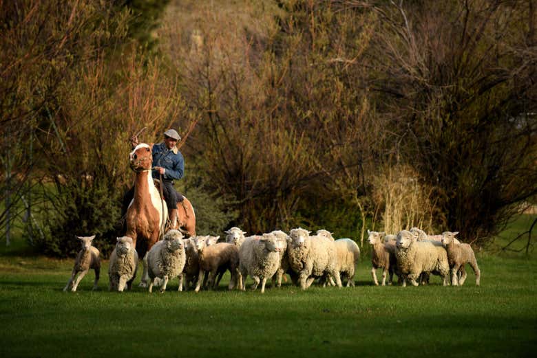 Estancia 25 de Mayo Visit, Dinner & Show