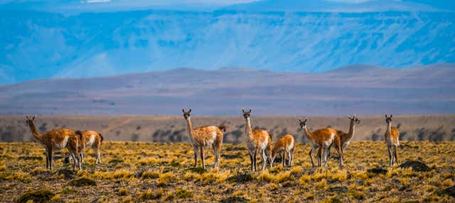 Safari a El Calafate