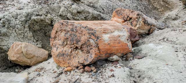 Trekking nel bosco pietrificato di La Leona
