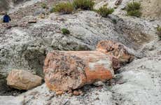 La Leona Petrified Forest Hike