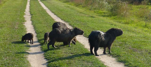 Excursión privada a los Esteros del Iberá