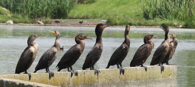 Avistamiento de aves en Mar del Plata