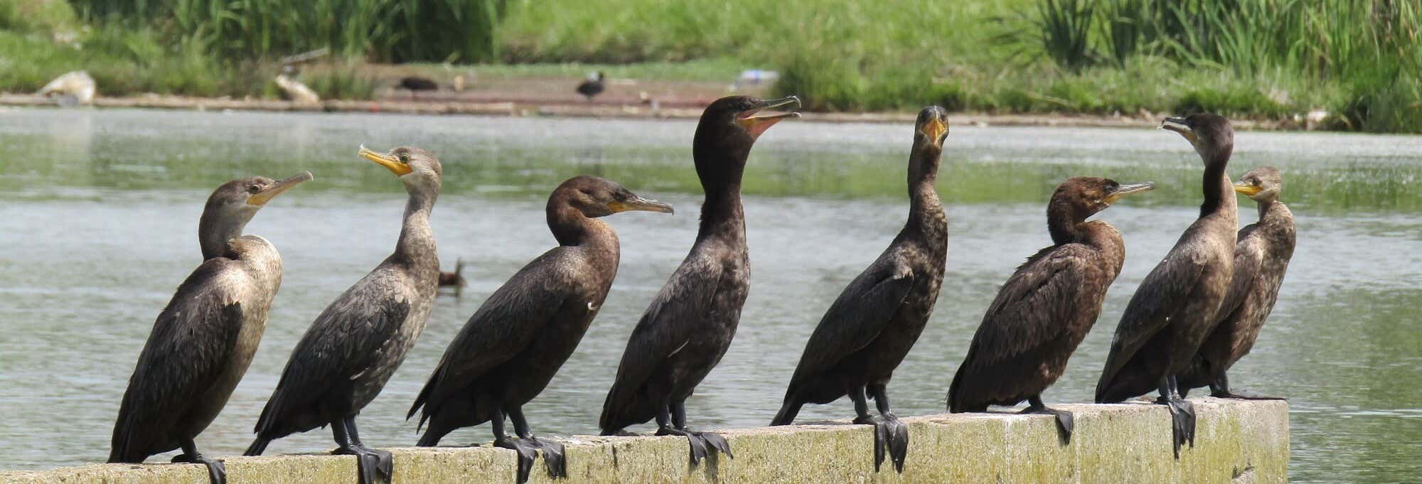 Avistamiento de aves en Mar del Plata