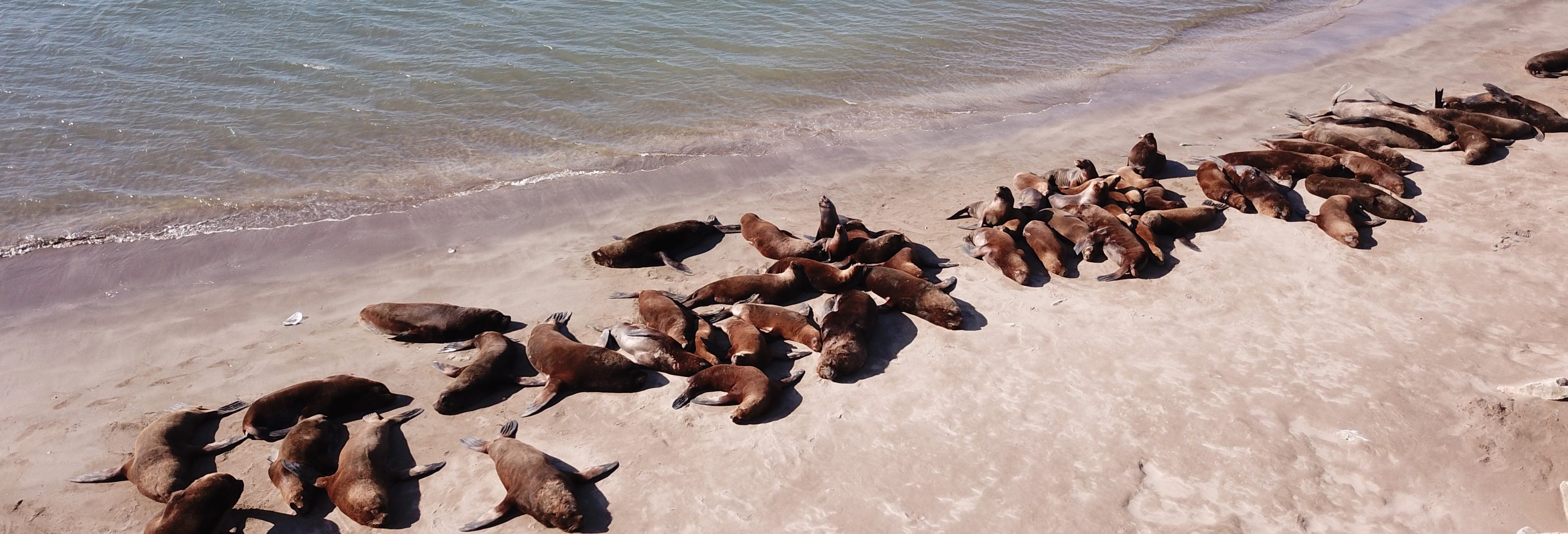 Mar del Plata Cruise