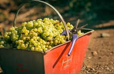 Lujan de Cuyo Wineries Private Tour + Sparkling Wine Tasting