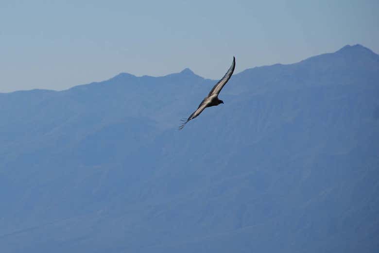 Imagen 6