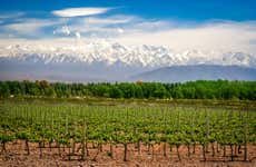 Tour de viñedos y bodegas