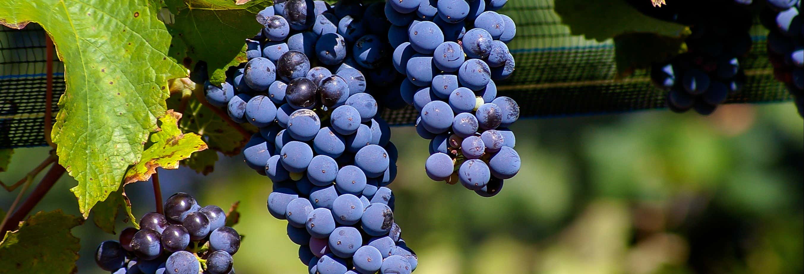 Tour della zona vitivinicola di Luján de Cuyo per piccoli gruppi
