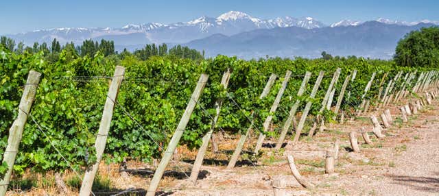 Tour privato delle cantine di Maipú