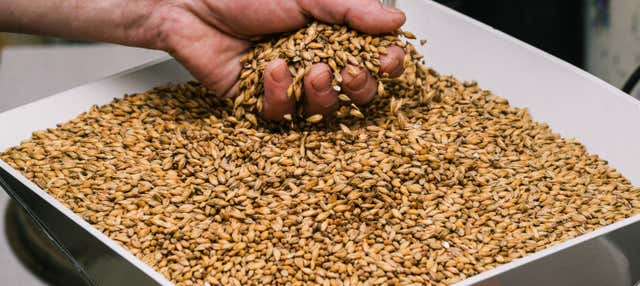 Visita al birrificio Chachingo