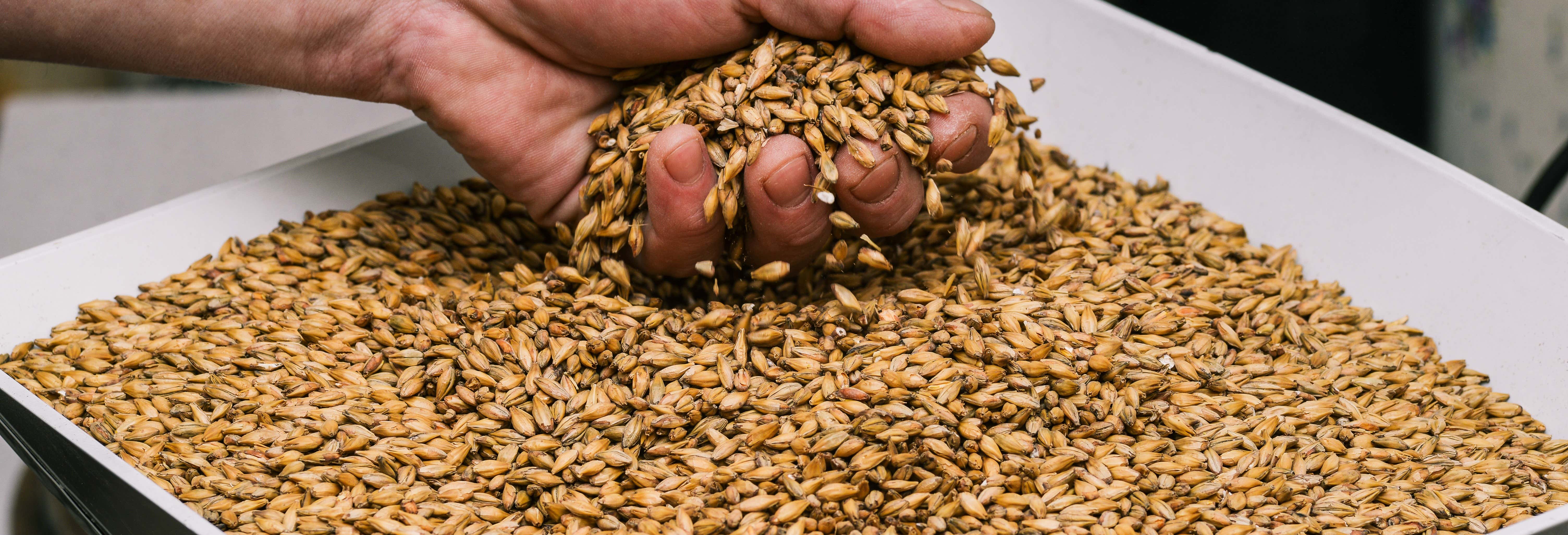 Visita al birrificio Chachingo