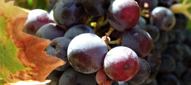 Tour delle cantine di Neuquén