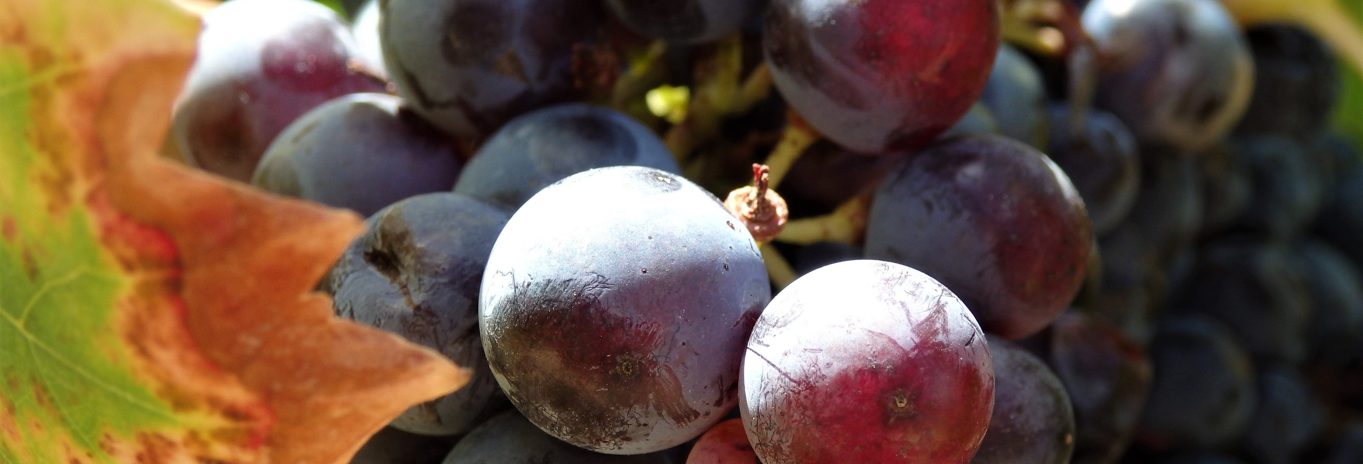 Neuquén Wineries Tour