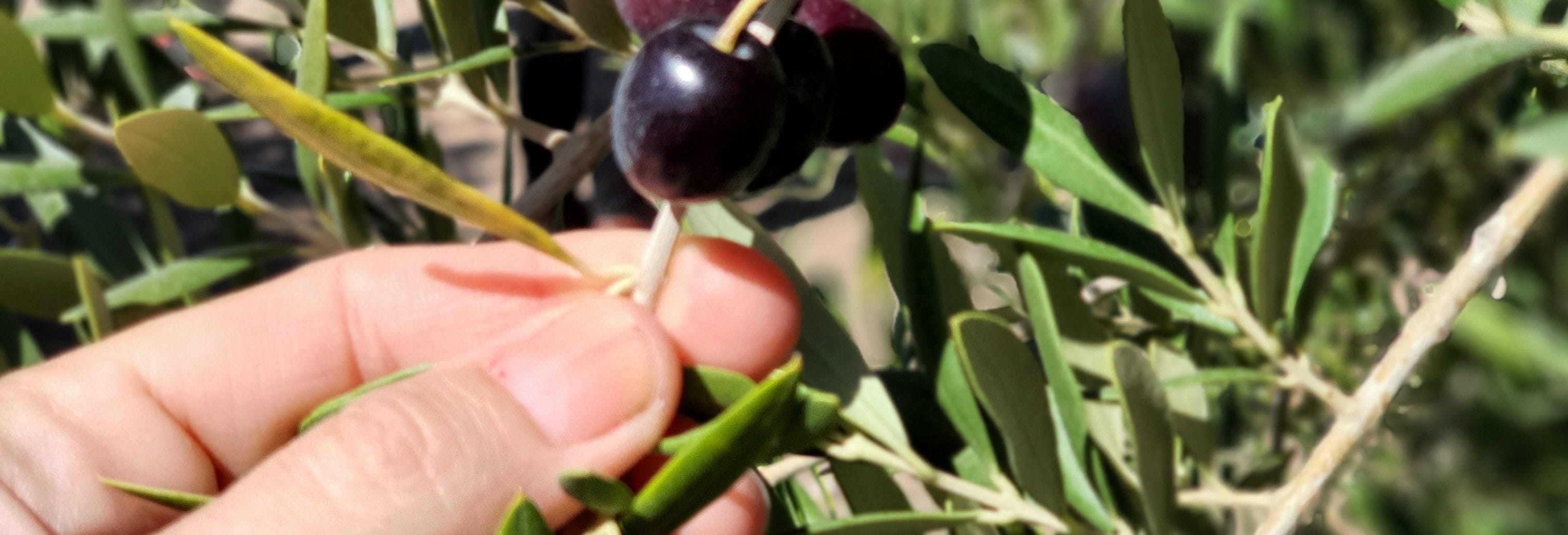 Neuquén Olive Groves Tour + Olive Oil Tasting