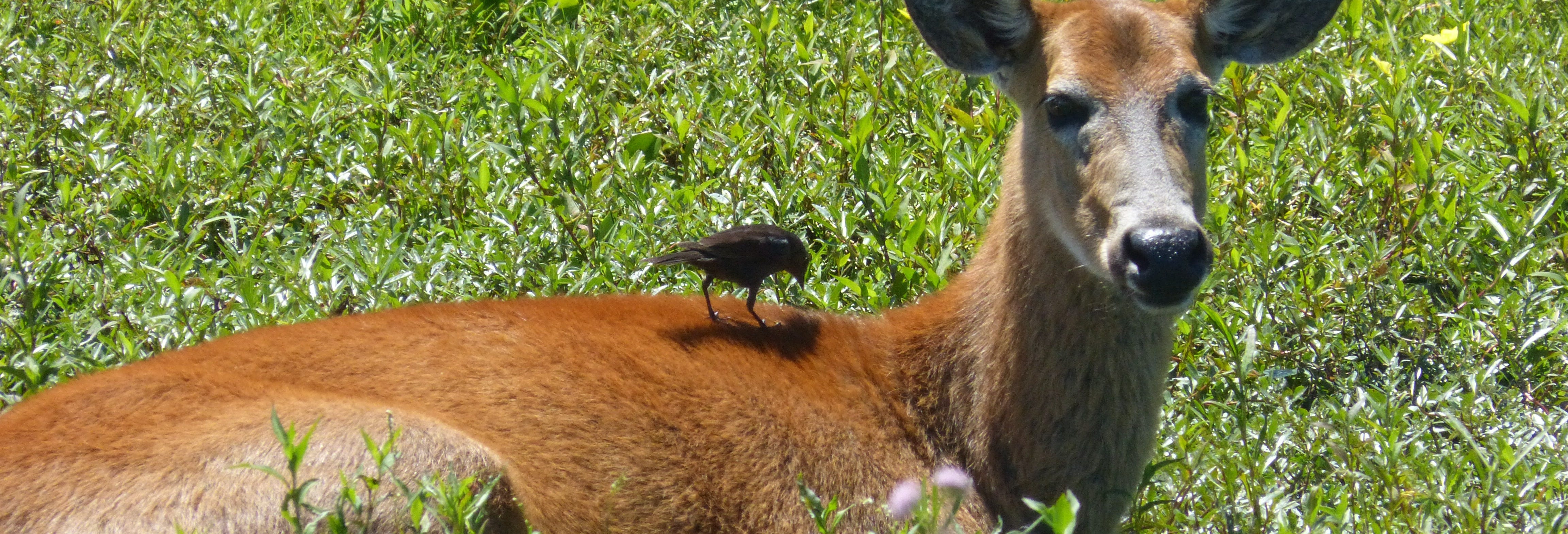 Iberá Wetlands Private Tour