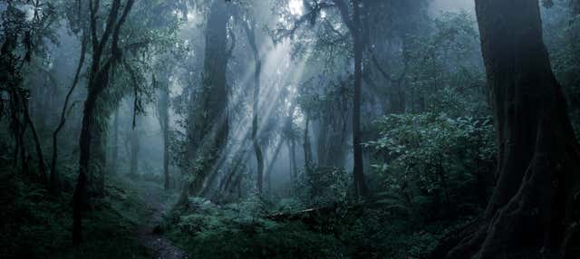 Trekking serale nella riserva della foresta di Iryapú