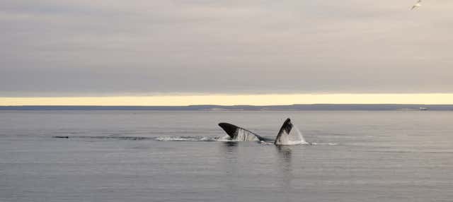 Avvistamento di balene a El Doradillo