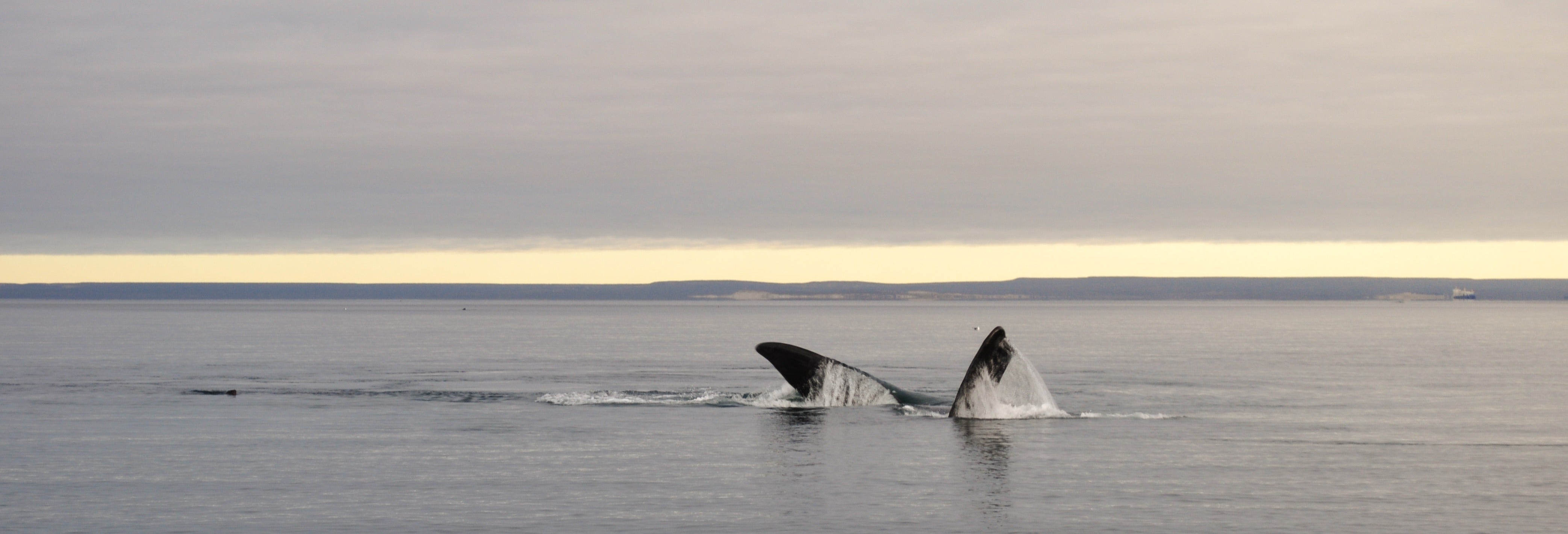 Avistamento de baleias em El Doradillo