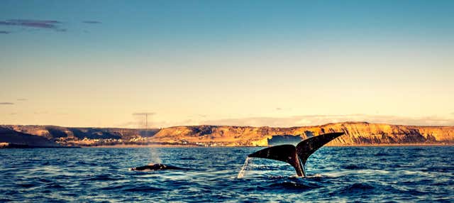 Avvistamento di balene nel Golfo Nuevo