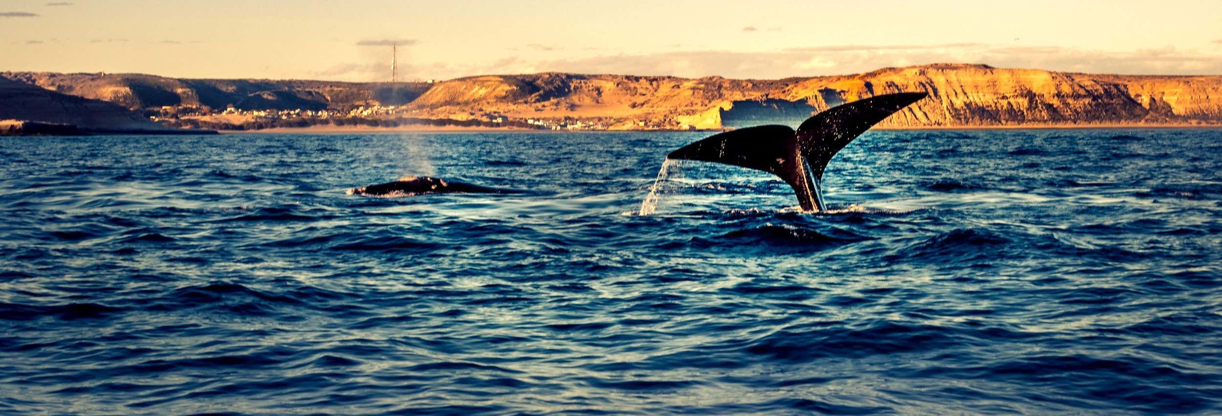Avvistamento di balene nel Golfo Nuevo